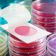 Petri Dish and Petrifilm